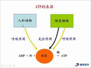 ATP的重要性