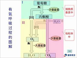 细胞呼吸图解