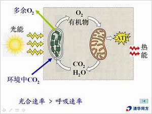 细胞呼吸＆光合作用