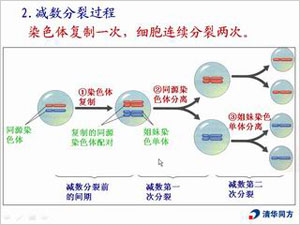 减数分裂过程图解