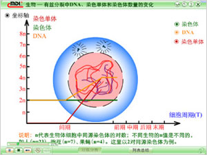 动画助阵：有丝分裂（DNA、染色体、染色单体数量变化一网打尽）