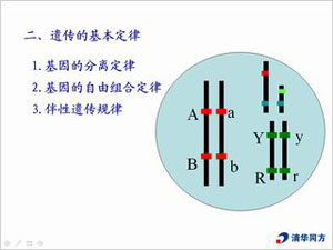 这样去理解“基因”