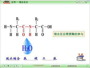 动画助阵：缩合反应，一定要记住这个水滴是怎么来的啊！