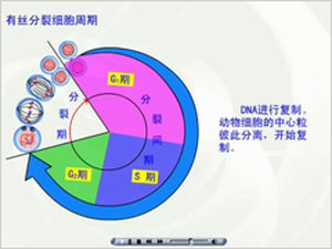 细胞周期图解